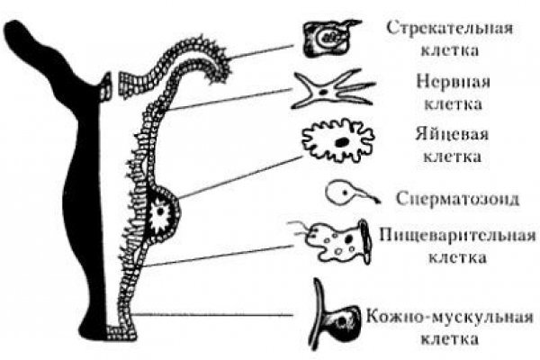 Кракен 05